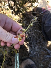 Eulophia tuberculata