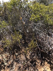 Eulophia tuberculata