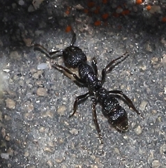 Bothroponera pumicosa