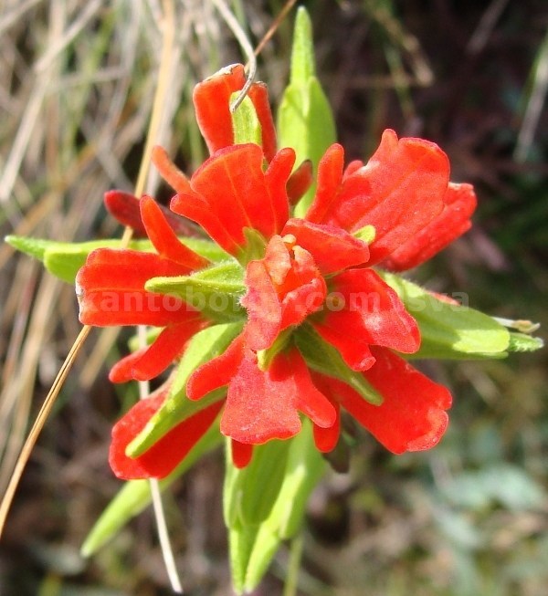 Castilleja fissifolia image