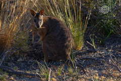 Notamacropus eugenii