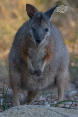 Notamacropus eugenii