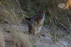 Notamacropus eugenii