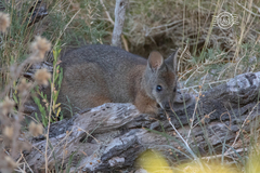 Notamacropus eugenii