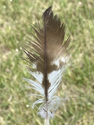 Plume de Milan noir
