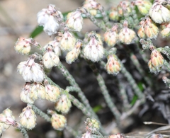Erica tegetiformis