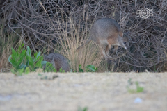 Notamacropus eugenii