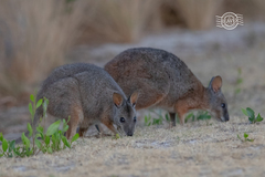 Notamacropus eugenii