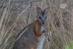 Notamacropus eugenii