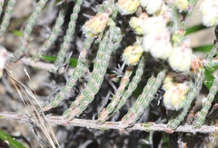 Erica tegetiformis