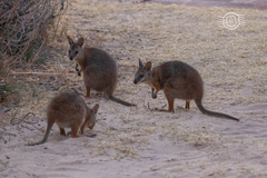 Notamacropus eugenii