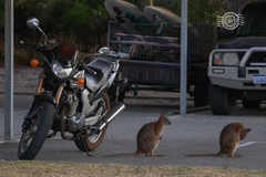 Notamacropus eugenii