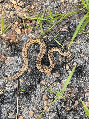 Marbled lancehead