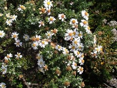 Diplostephium ericoides