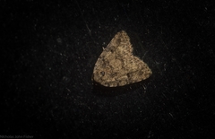 Tolpia conscitulana