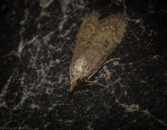 Heteromicta tripartitella