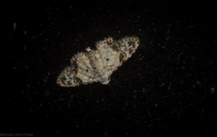 Araeopteron epiphracta