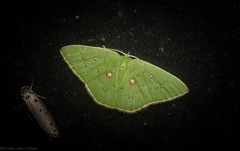 Comostola leucomerata