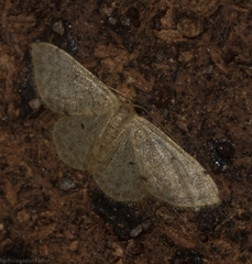 Idaea pilosata