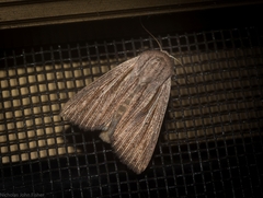 Leucania porphyrodes