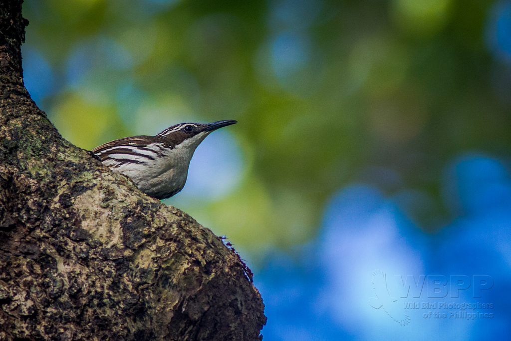 Stripe-sided Rhabdornis (Rhabdornis mystacalis) photo