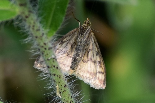 Gelsvoji Sitochroja nuotrauka