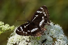 Limenitis helmanni