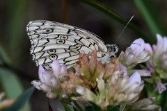 Melanargia russiae