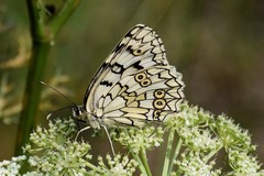 Melanargia russiae