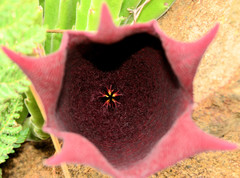 Stapelia leendertziae