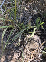 Ledebouria ensifolia