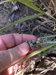 Ledebouria ensifolia