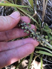 Ledebouria ensifolia