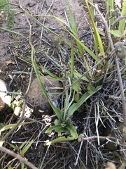 Ledebouria ensifolia