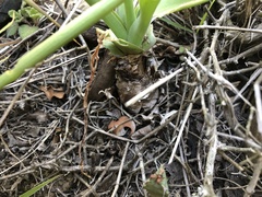 Ledebouria ensifolia