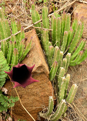 Stapelia leendertziae