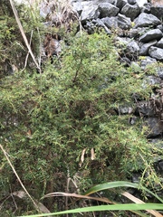 Juniperus formosana