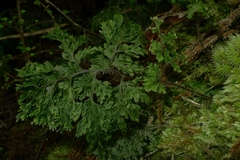 Hymenophyllum scabrum