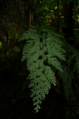 Hymenophyllum scabrum