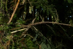 Hymenophyllum scabrum