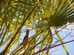 Campylorhynchus turdinus