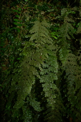 Hymenophyllum frankliniae