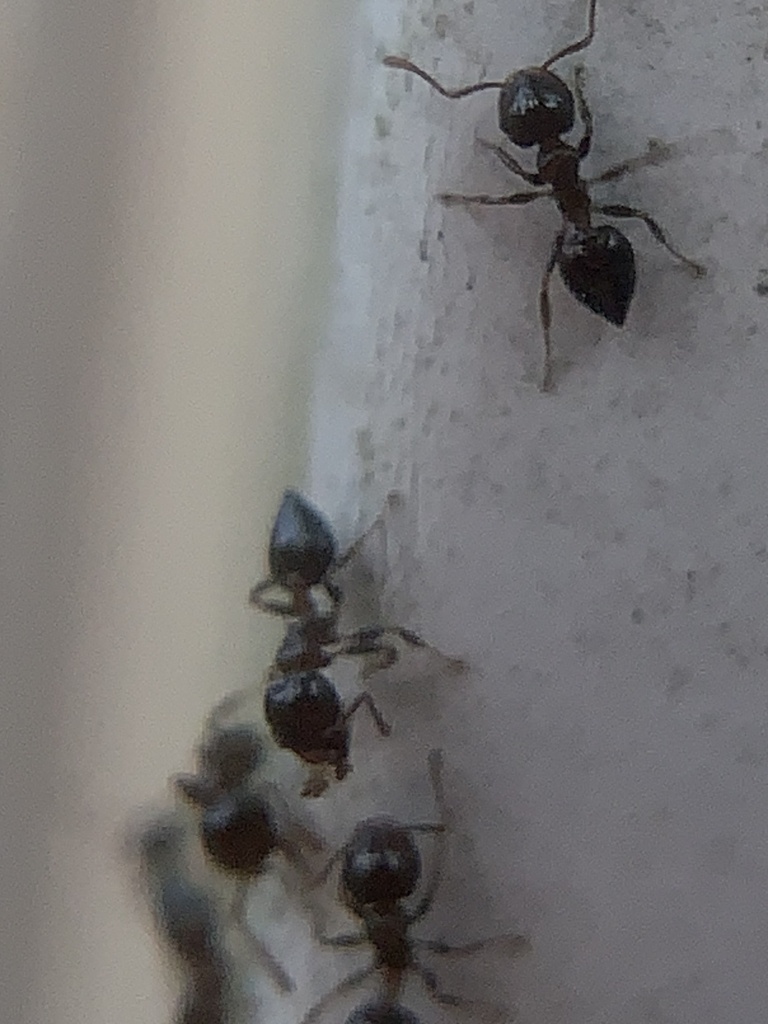 Shiny Acrobat Ant from CR-193, Alvin, TX, US on July 12, 2023 at 08:21 ...