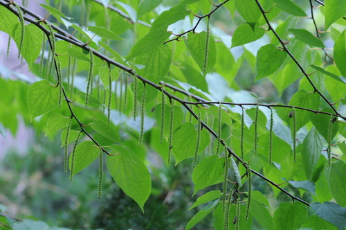 Tetracentron (Tetracentron sinense)