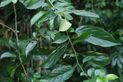 Rhamnus formosana