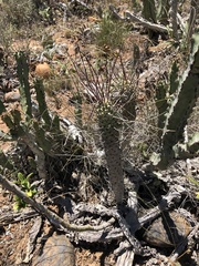 Euphorbia clava