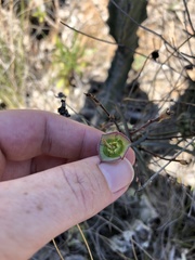 Euphorbia clava