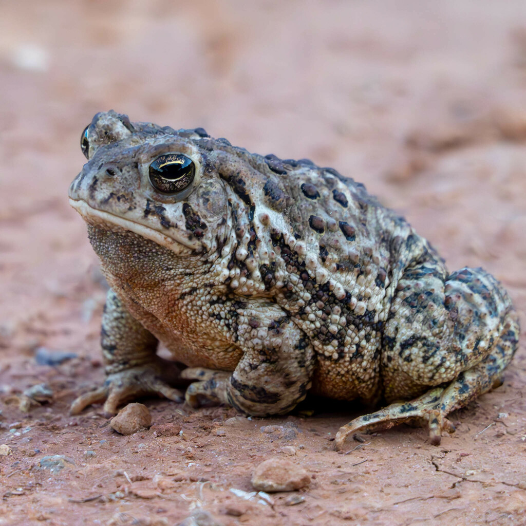 Woodhouse's Toad