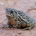 Woodhouse's Toad - Photo (c) Hunter West, some rights reserved (CC BY-NC), uploaded by Hunter West