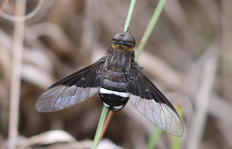 Morose Beefly